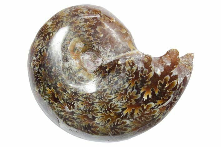 Polished Ammonite (Phylloceras) Fossil - Madagascar #349789